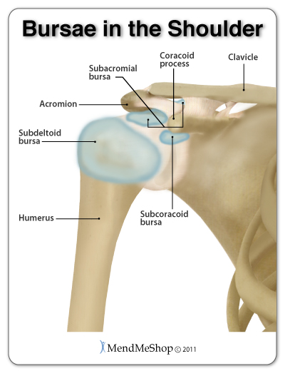 The 3 main bursae in the shoulder are the subacromial bursa, the subcoracoid bursa, and the subdeltoid bursa. They function as cushions in the shoulder to protect the soft tissue from the acromion and coracoid process.