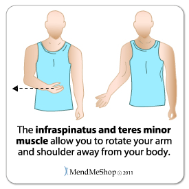 The infraspinatus and teres minor muscles and tendon allow you to rotator your arm away from the body.