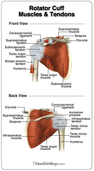 Muscles and tendons of the Rotator Cuff