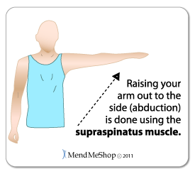 Raising your arm out to the side (abduction) is done using the supraspinatus muscle.